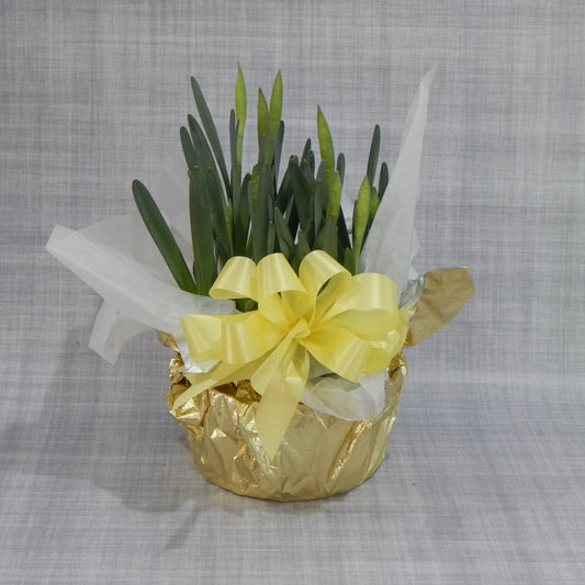Potted Daffodil Plant