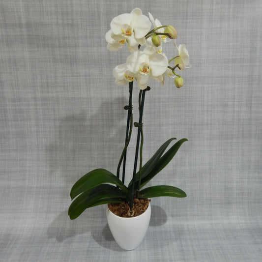 White Phalaenopsis Orchid Plant